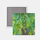 Sluiting van rijpende druiven magneet (Voorkant / Achterkant)