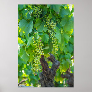 Sluiting van rijpende druiven poster