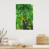 Sluiting van rijpende druiven poster (Keuken)