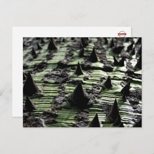 Sluiting van Spiky Kapok Tree Trunk : Funchal Made Briefkaart (Voorkant / Achterkant)