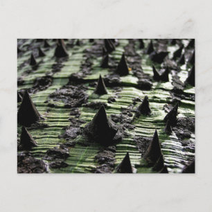 Sluiting van Spiky Kapok Tree Trunk : Funchal Made Briefkaart