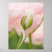 Sluiting van tulp en bud poster (Voorkant)