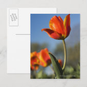 Sluiting van tulpbloemen briefkaart (Voorkant / Achterkant)