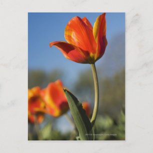 Sluiting van tulpbloemen briefkaart