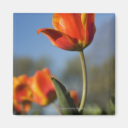 Sluiting van tulpbloemen magneet (Voorkant)
