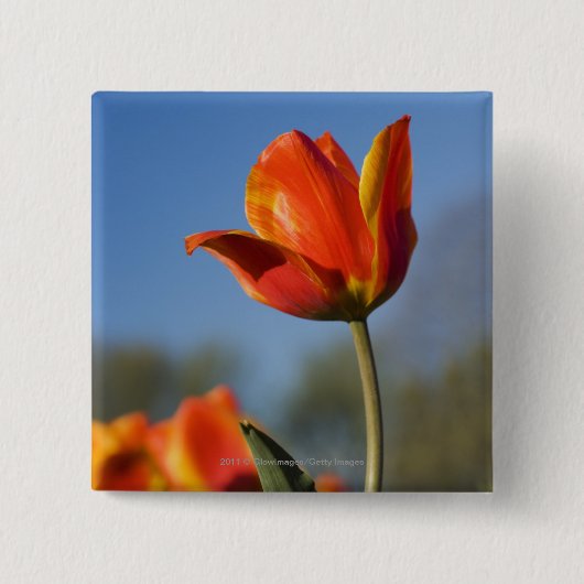 Sluiting van tulpbloemen vierkante button 5,1 cm (Voorkant)