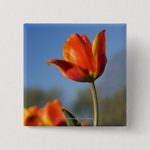 Sluiting van tulpbloemen vierkante button 5,1 cm