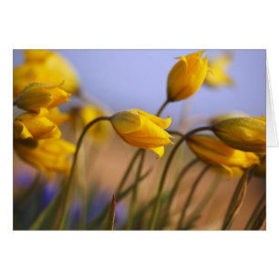 Sluiting van vervalsingen