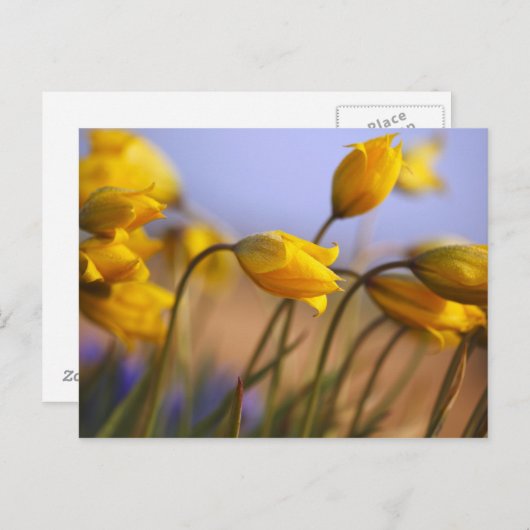 Sluiting van vervalsingen briefkaart (Voorkant / Achterkant)