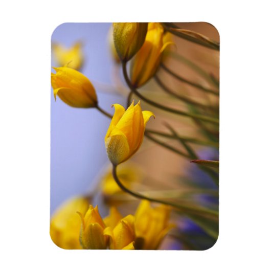 Sluiting van vervalsingen magneet (Verticaal)