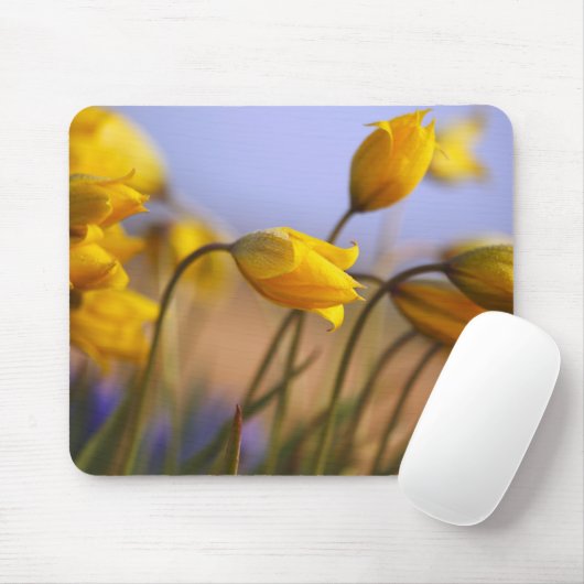 Sluiting van vervalsingen muismat (Met muis)