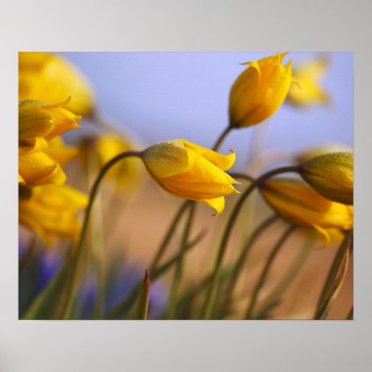 Sluiting van vervalsingen poster (Voorkant)