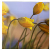 Sluiting van vervalsingen tegeltje (Voorkant)