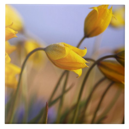 Sluiting van vervalsingen tegeltje (Voorkant)