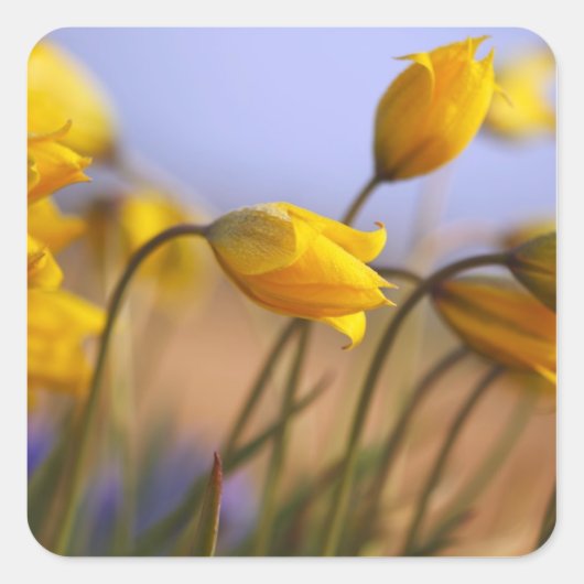 Sluiting van vervalsingen vierkante sticker (Voorkant)