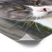 Sluiting van vetzwart kat met bruine ogen poster (Hoek)