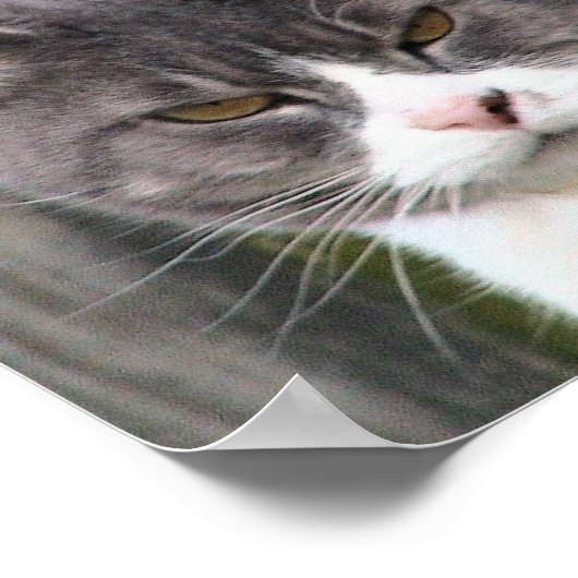 Sluiting van vetzwart kat met bruine ogen poster (Hoek)