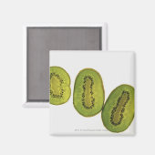 Sluiting van vijf plakken kiwi-vruchten magneet (Voorkant / Achterkant)