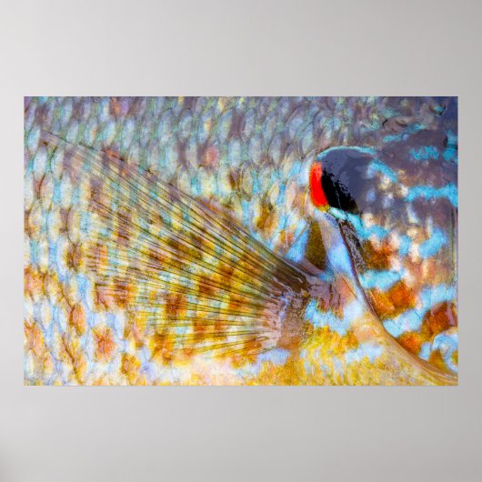 Sluiting van visschaaldieren poster (Voorkant)