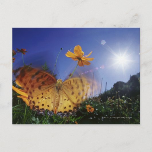 Sluiting van vlinder, vleugels met flapende vleuge briefkaart (Voorkant)