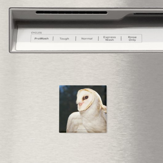 Sluiting van wilde uil magneet (Insitu (Vaatwasser))