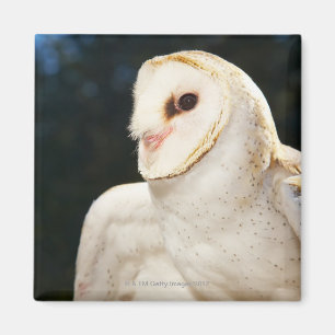 Sluiting van wilde uil magneet