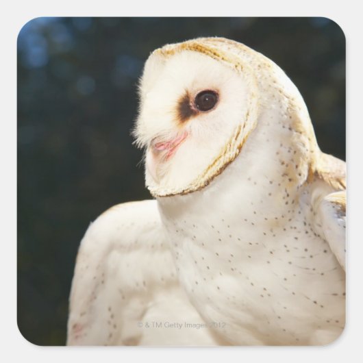 Sluiting van wilde uil vierkante sticker (Voorkant)