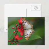 Sluiting van witte vlinder briefkaart (Voorkant / Achterkant)