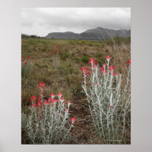 Sluiting van woestijnPlanten, Del Rio, Texas, VS Poster