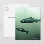Sluiting van zalm die loopt briefkaart (Voorkant / Achterkant)
