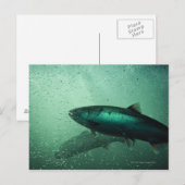 Sluiting van zalm met 2 briefkaart (Voorkant / Achterkant)