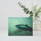 Sluiting van zalm met 2 briefkaart (Staand voorkant)