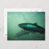 Sluiting van zalm met 2 briefkaart (Voorkant / Achterkant)