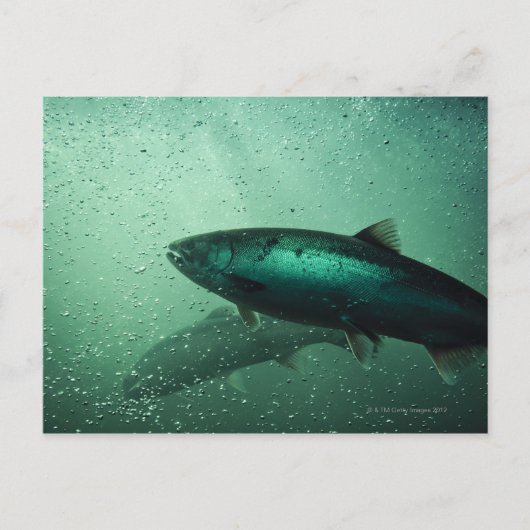 Sluiting van zalm met 2 briefkaart (Voorkant)