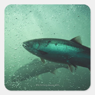Sluiting van zalm met 2 vierkante sticker