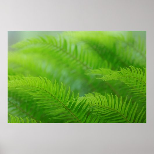 Sluiting van zwaardgif poster (Voorkant)