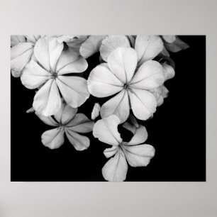 Sluiting van zwarte en witte bloemen poster