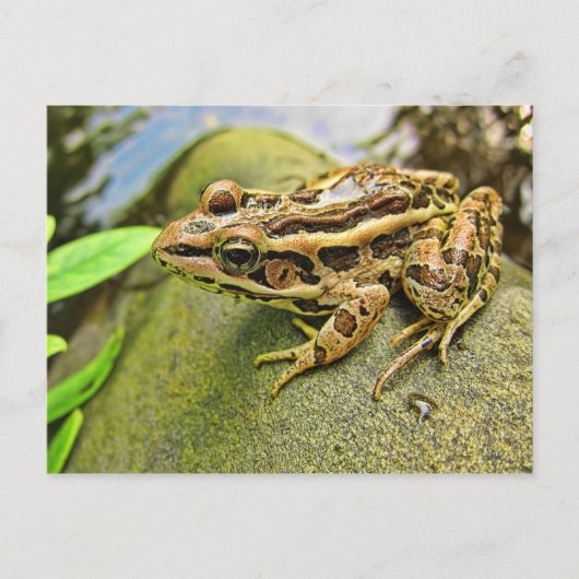 Sluitingen van een hikkikker briefkaart (Voorkant)