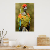 Sluitsem militaire ara poster (Keuken)