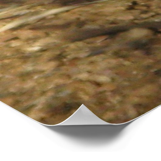 Slumbering Meerkats poster (Hoek)