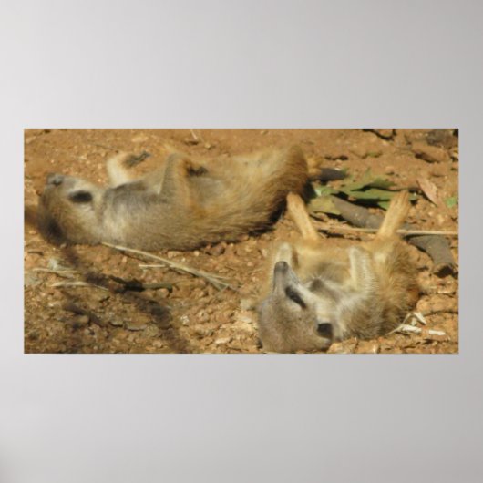 Slumbering Meerkats poster (Voorkant)
