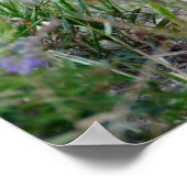 Sluwe Rode Vos, Colorado Poster (Hoek)