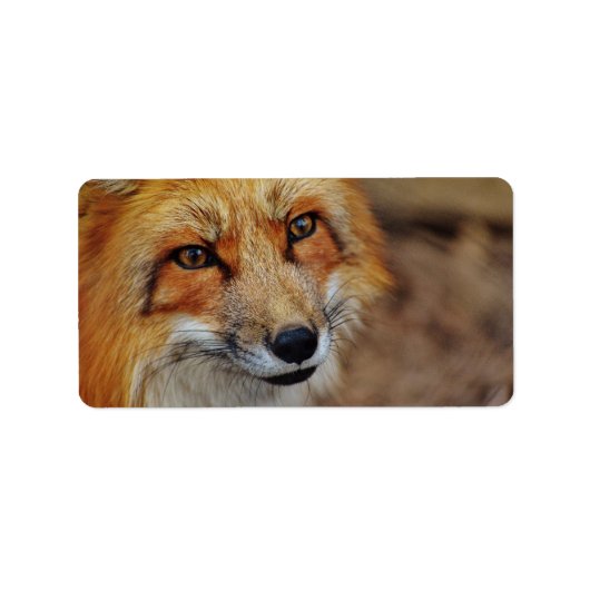 Sly Fox Etiket (Voorkant)