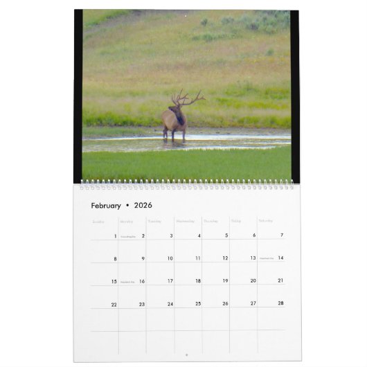 Sm, Med, Lg Calendar Yellowstone Kalender (Feb 2026)