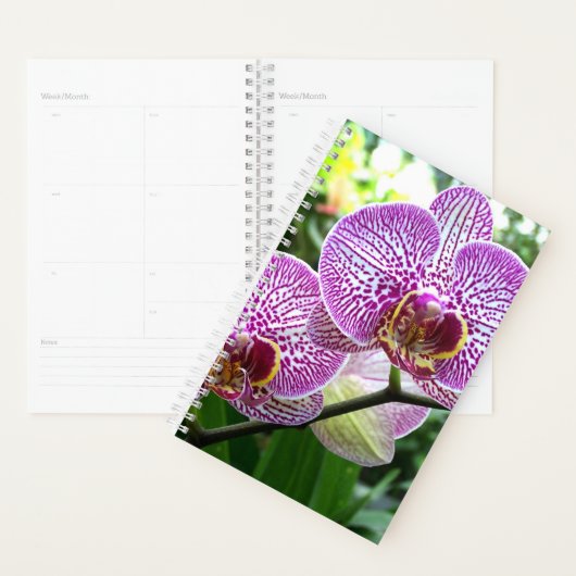SM Planner Paarse gestreepte orchideeën (Display)