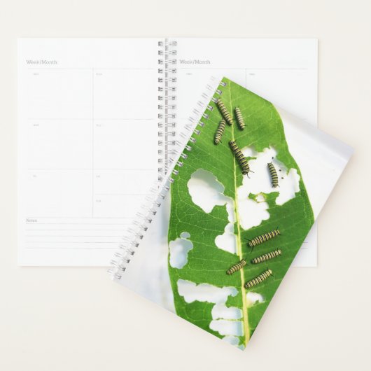 Sm Planner Tiny Monarch Caterpilars (Display)