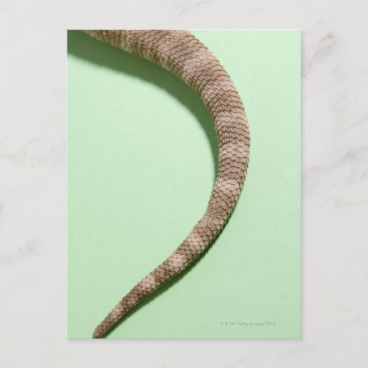 Smaak van bebaarddraak briefkaart (Voorkant)