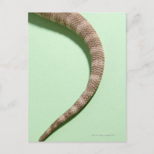 Smaak van bebaarddraak briefkaart