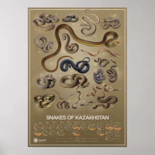 Smaak van het Kazachse poster