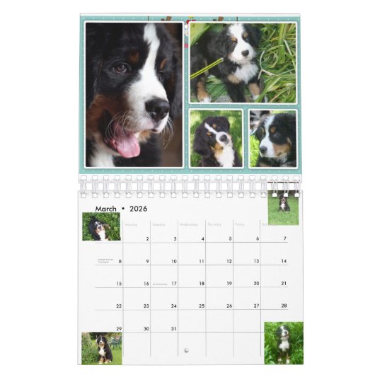Small Berner Nation Babes 2017 Calender Kalender (Mar 2026)